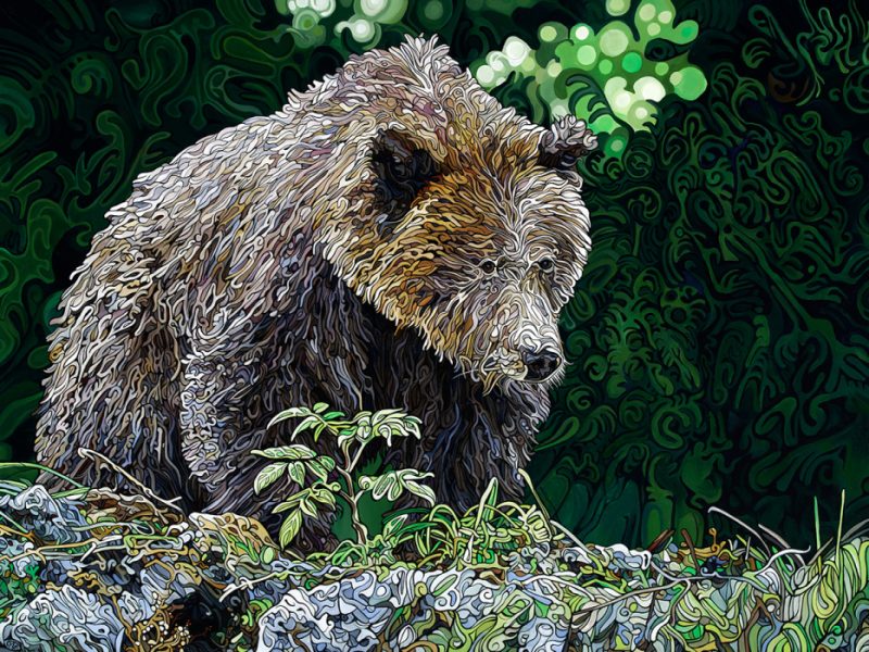 The Elusive Bear by Jeff Dillon
