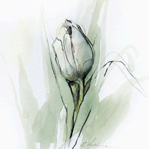 Product image for “Cream Tulip II”