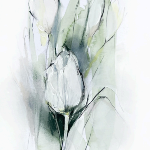 Product image for “Cream Tulip III”