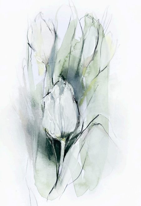 Cream Tulip III by Elizabeth Hutchinson